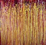 A Delicate Chaos (Metallic Spectra) by Nestor Toro