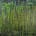 Green Forest (Wild Wind) (2021) by Nestor Toro