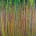 Flickering Garden 3 (2022) / 30x40 inches / Nestor Toro
