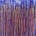 Flickering Garden 4 (2022) / 40x30 inches