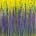 Lavender Shimmer (Summer Garden) (2022) / 30 X 30 inches / Nestor Toro