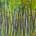 A Greener Grass (2022) / 20 x 16 inches