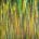 Turning to Gold (Vertical Spectra) 2 (2023) / NESTOR TORO