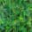Ever Changing Green | 30 X 40 inches | 2023 | Nestor Toro